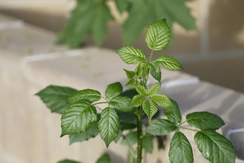 green leafy plants in a stone container next to a cement wall