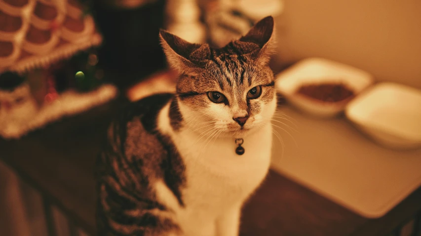 a cat that is sitting in the floor