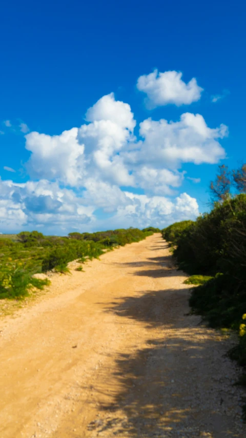 a view of a dirt road with trees on both sides