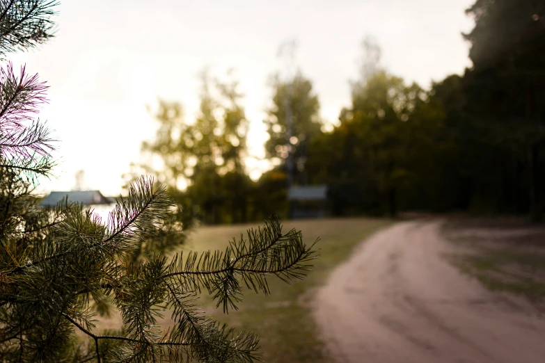 a street in a forest with the sun going down