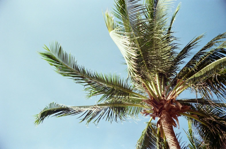 a bird flying through a blue sky above a palm tree