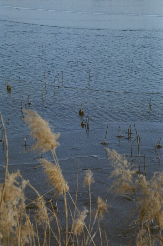 ducks are swimming in the water by tall grasses