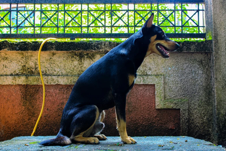 an adorable brown and black dog sitting on the edge of a building