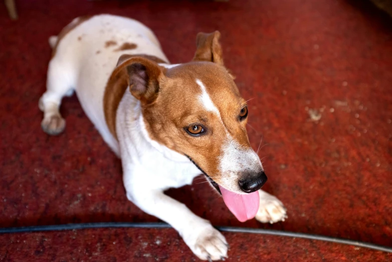 a dog lying on the ground next to a wire