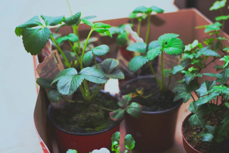 some plants are sitting in brown pots