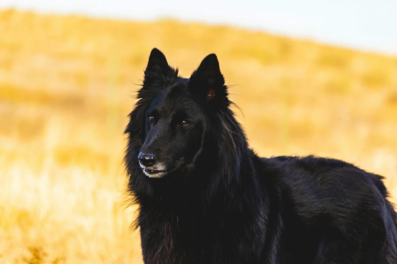 the large black dog is standing in a field