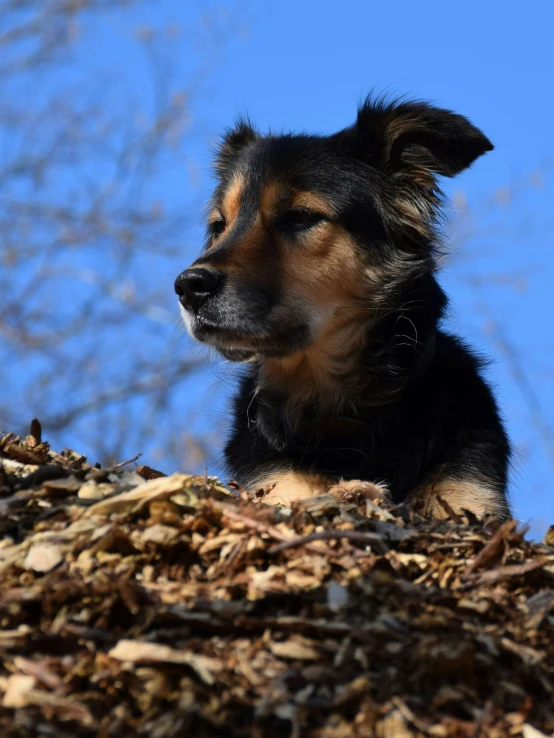 a small black and brown dog sits in some leaves