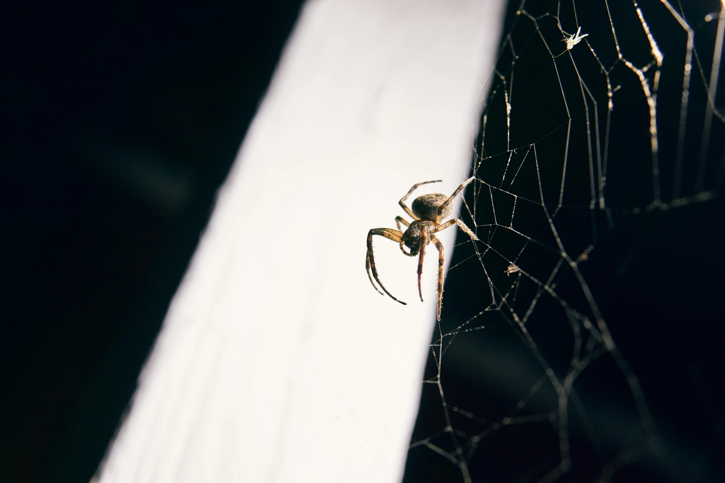 a large spider sits in its web with other insects on it