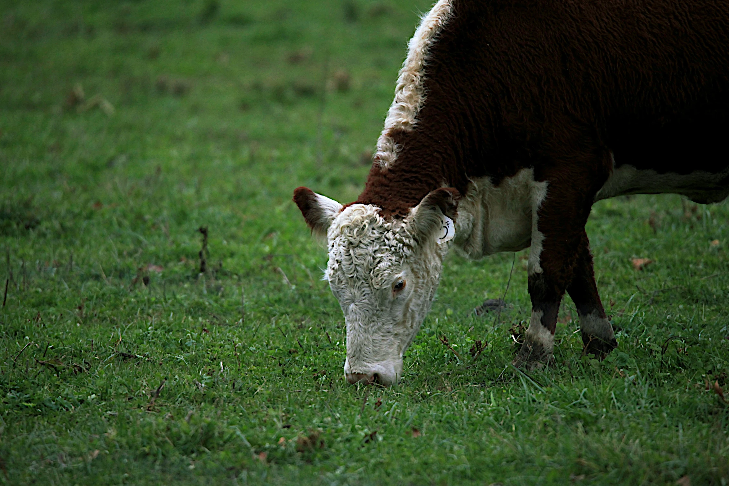 a brown and white cow grazing on some grass