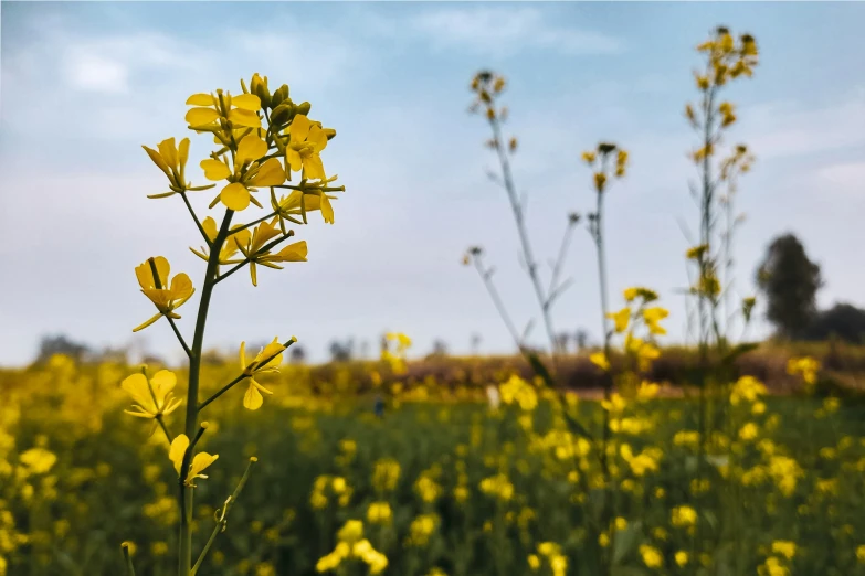 yellow flowers in field with blue sky background