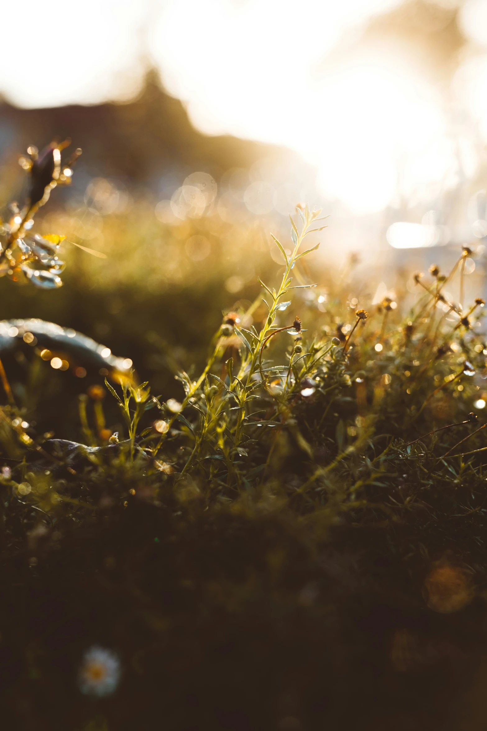 dew droplets on the grass and plants during sunrise