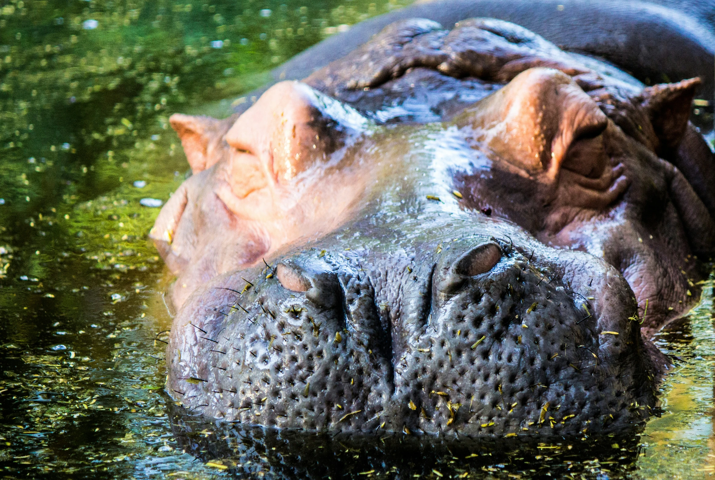 a close up view of a hippopotamus in the water