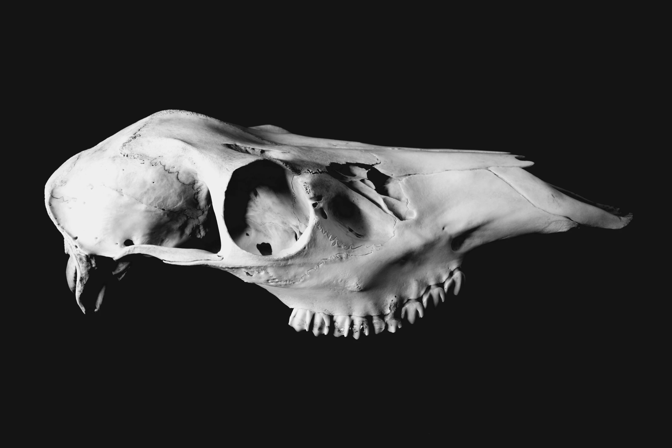 the skull of a bear from above the ground