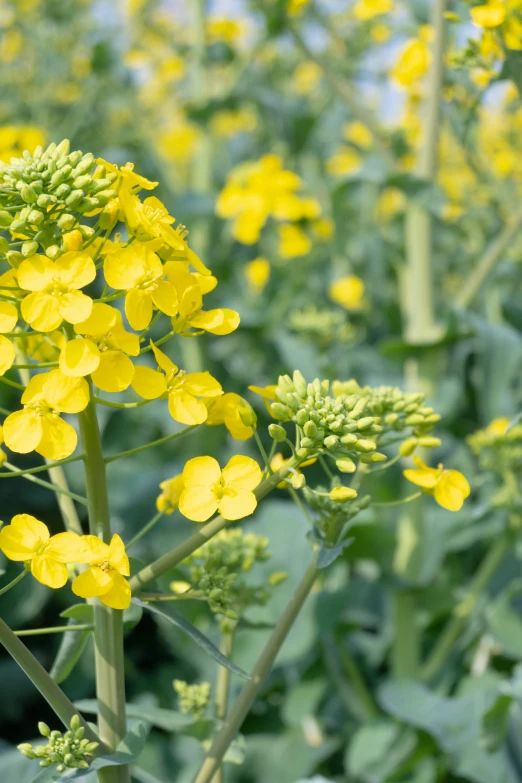 some yellow flowers on a nch and some leaves