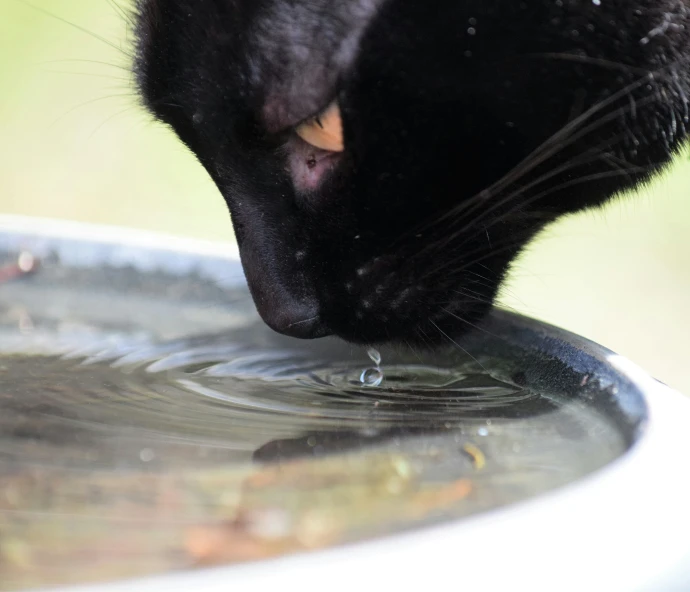 the black cat drink water from the bowl