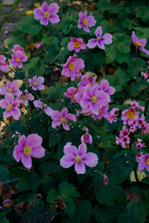 a bunch of pink flowers that are sitting in the grass