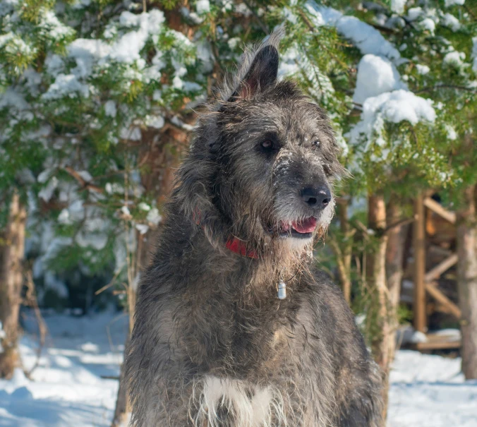 the dog is standing in the snow outside