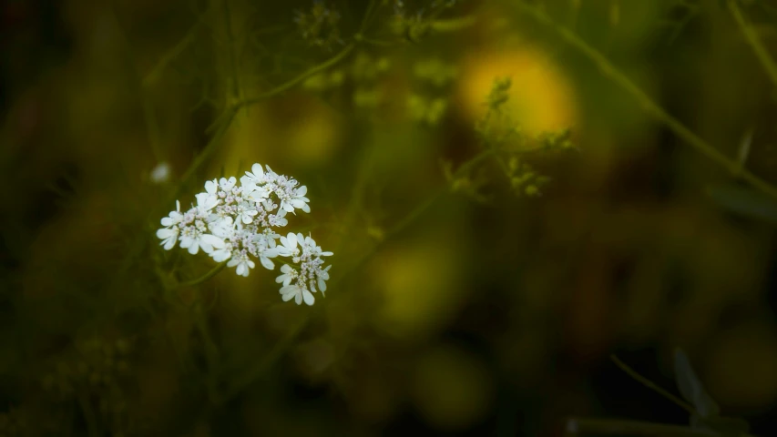 flowers growing in the middle of the jungle