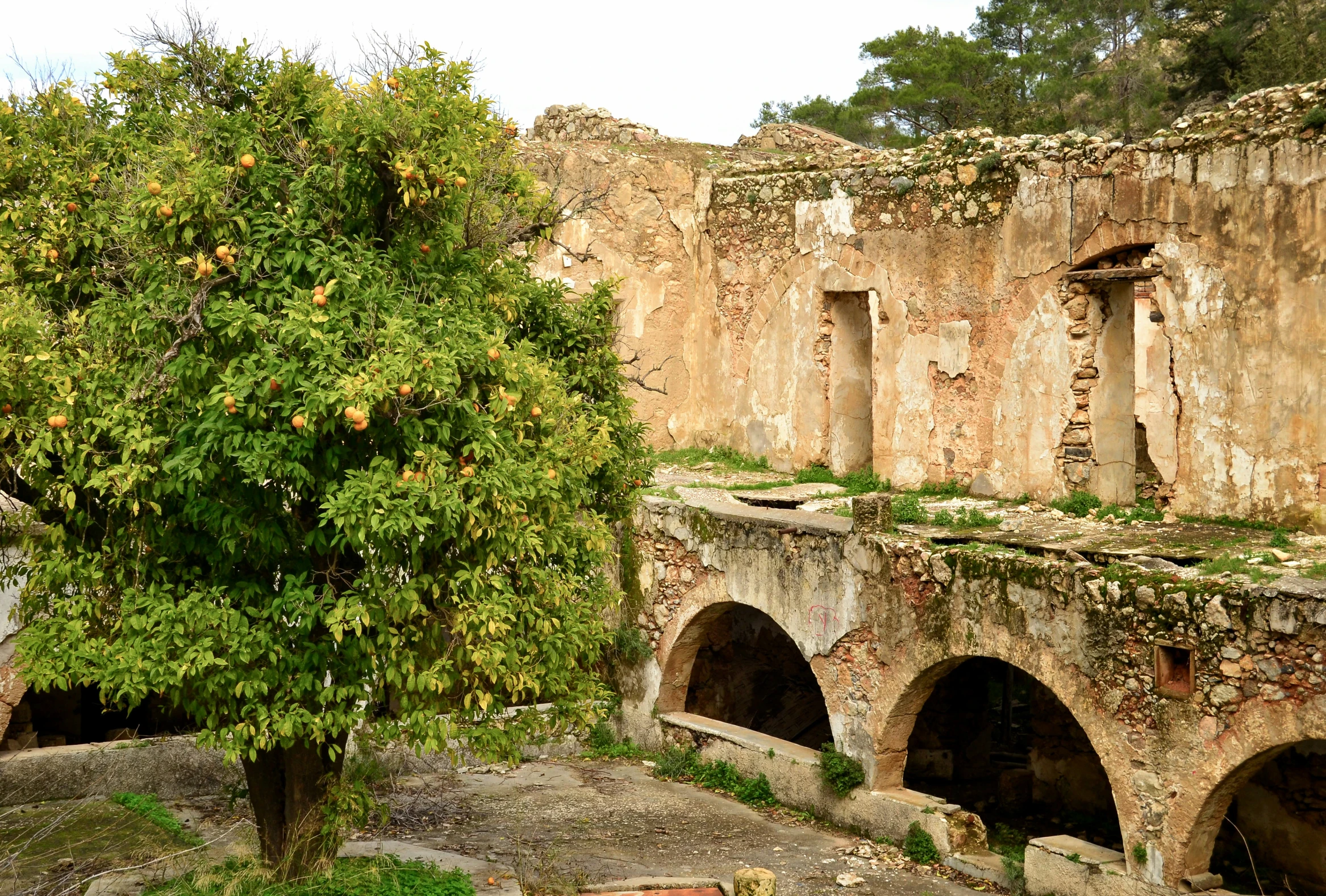 some very old looking buildings with trees and plants growing inside