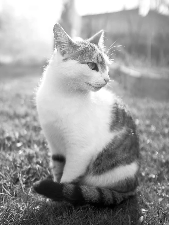 black and white pograph of a cat in a field