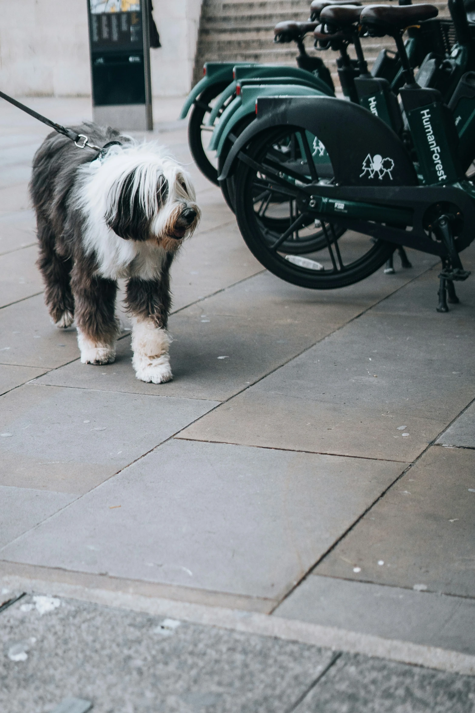 a dog stands on a leash next to a bike