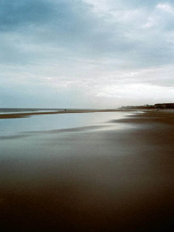 the lone dog is walking along the sand