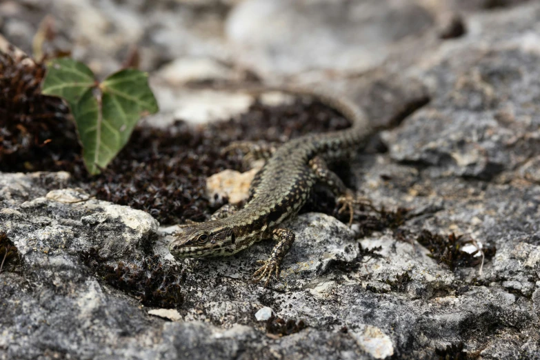 a close up of a lizard on the ground