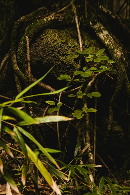 a large rock with some plants growing on it