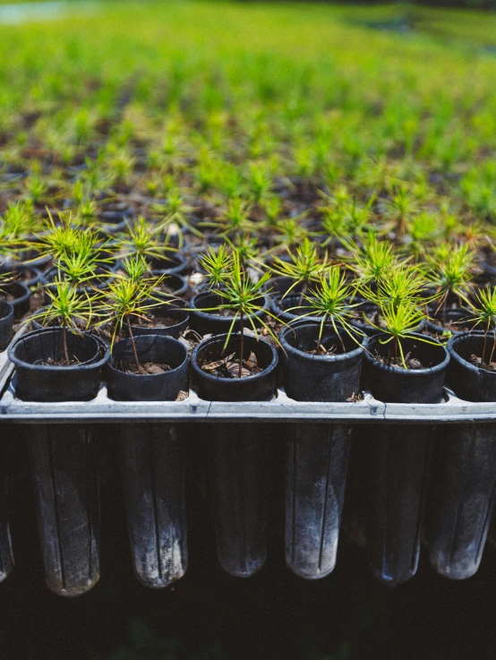 seedlings in plastic cups lined up and ready to be planted