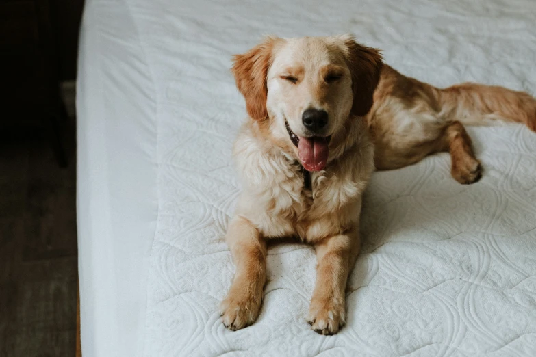 the large dog is laying on top of the bed