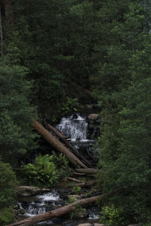 a couple of bears in some green forest