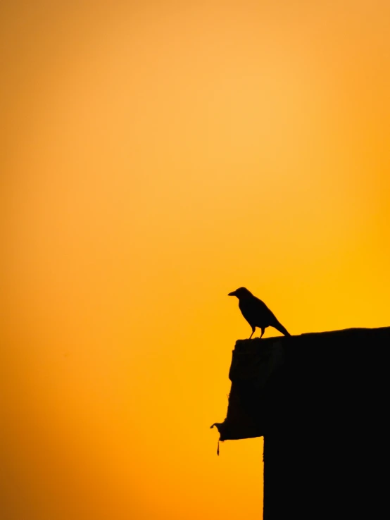 the silhouette of a crow is seen on top of the building