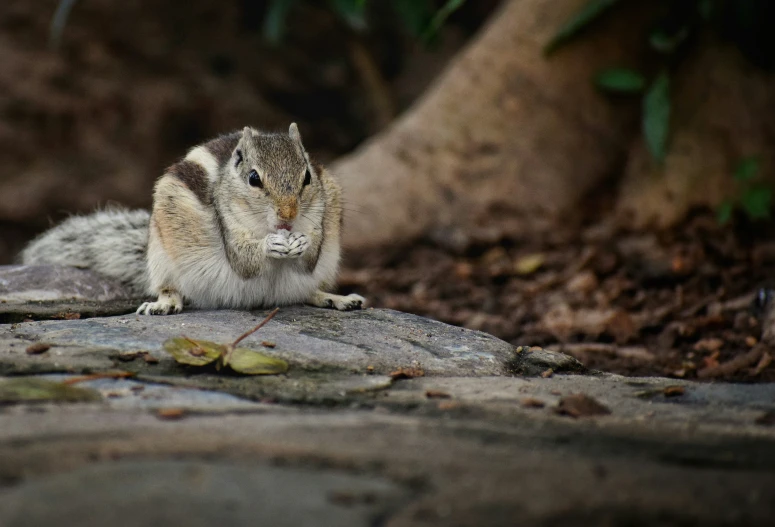 a small chipmung standing on top of a rock