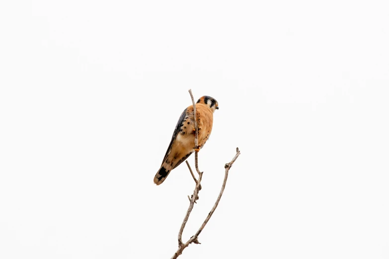 the bird is perched on a bare twig