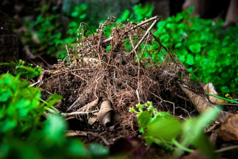 a pile of dirt on the ground in the woods