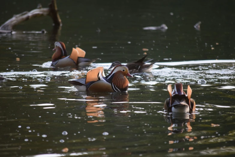 three wood ducks one has its beak open while the other is down