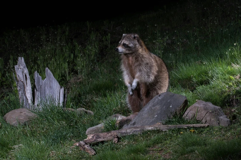 an animal is standing on hind legs near large stones