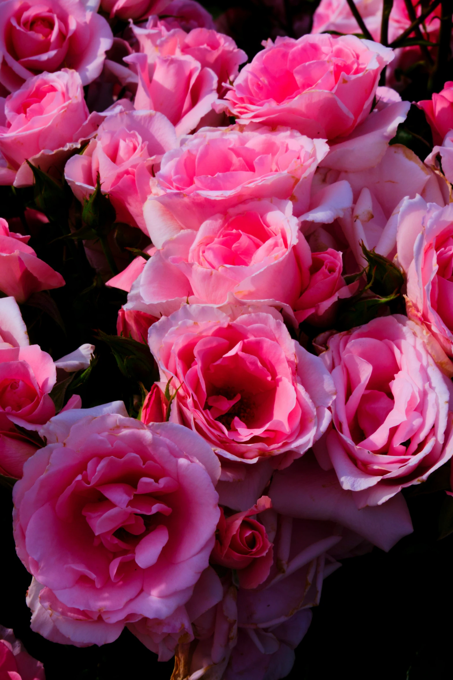 a bunch of pretty pink roses in the sun