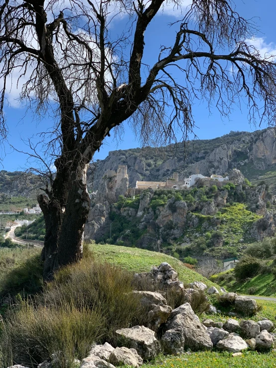 a cow sitting under a tree next to a mountain