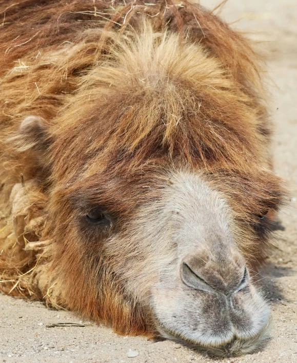 a camel laying down on the ground in an area