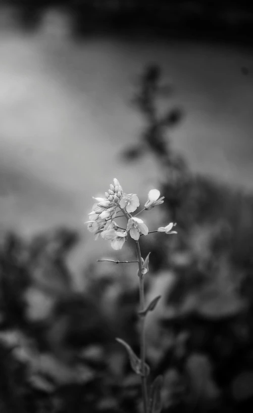 a black and white po with a single flower in it