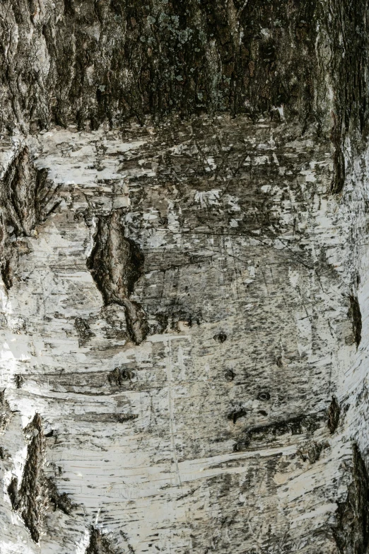 a close up of a tree with a bunch of wood chips