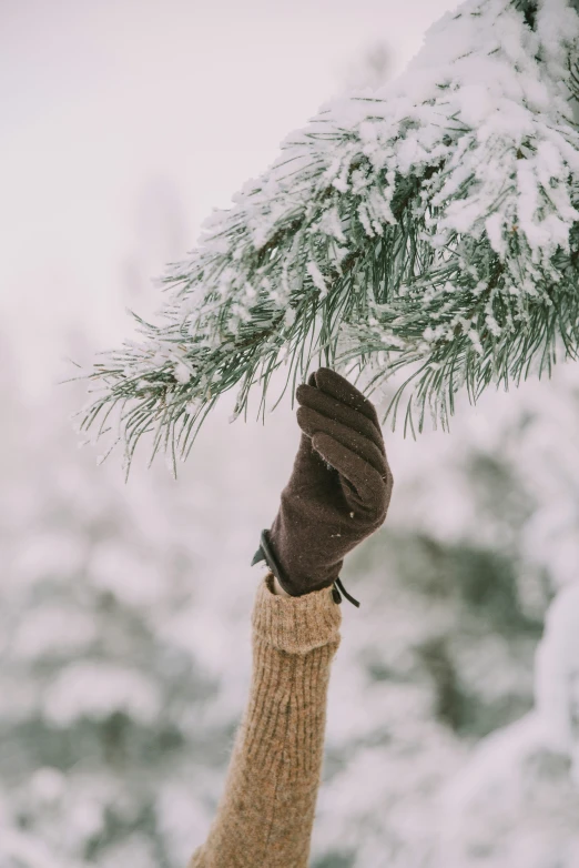 a hand holds up a pine tree nch