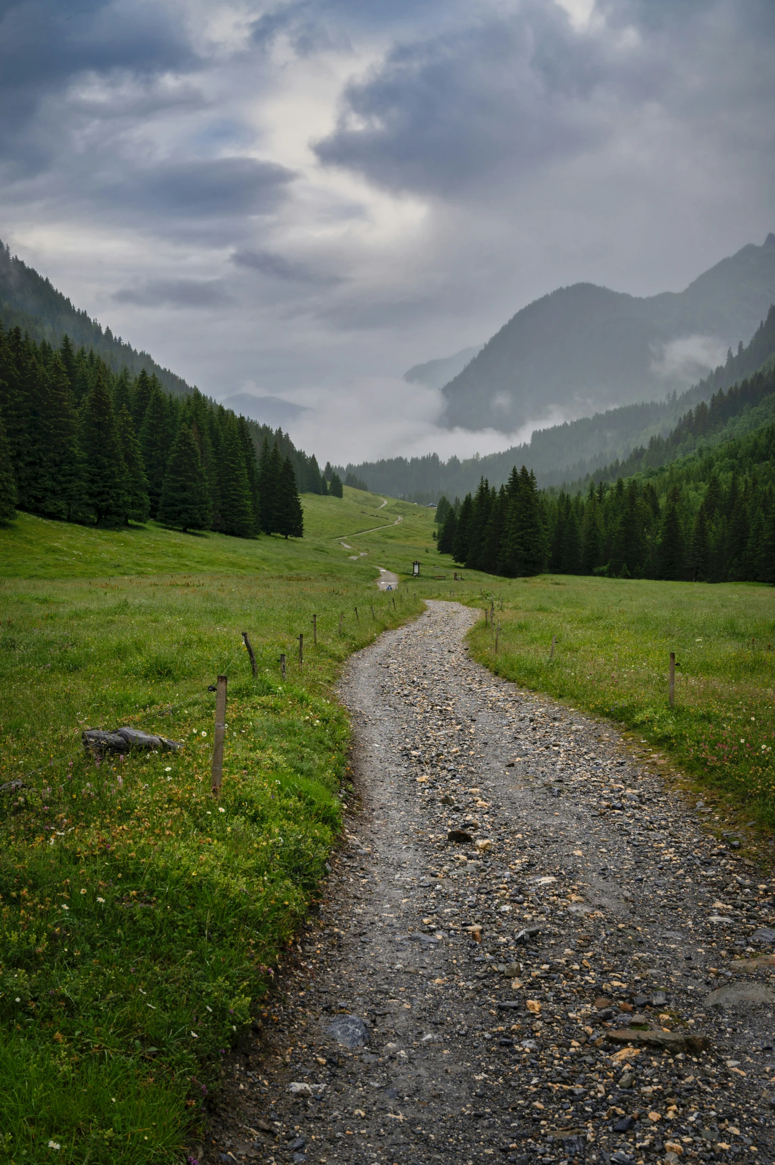 a dirt path with grass, rocks and trees in the background