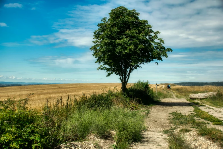 there is a tree and a man standing by it