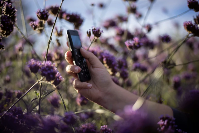 someone is holding their cellphone over a field of lavender