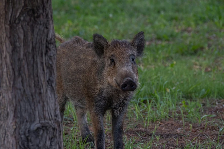 the young boar stands next to a tree