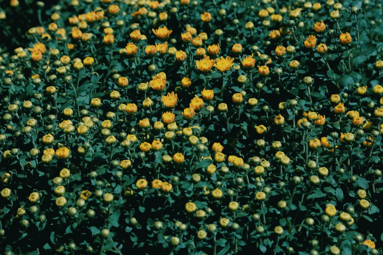 small yellow and green flowers in an area with other plants