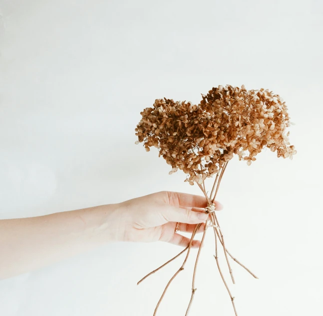 a hand holding onto brown flowers against a white background