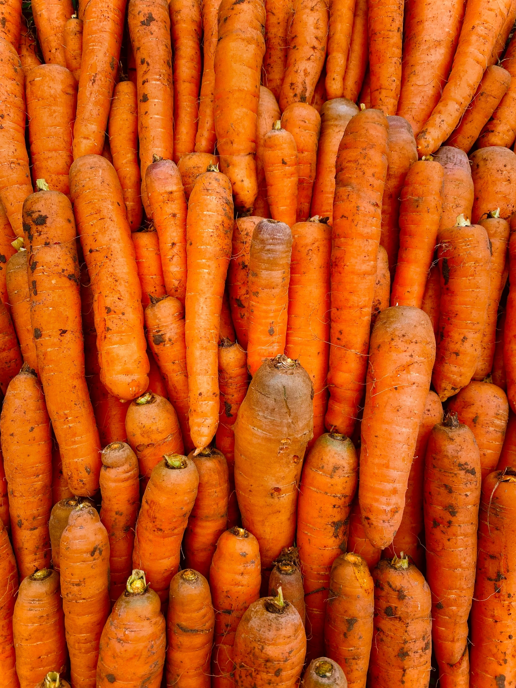 bunches of orange carrots sit piled on top of each other